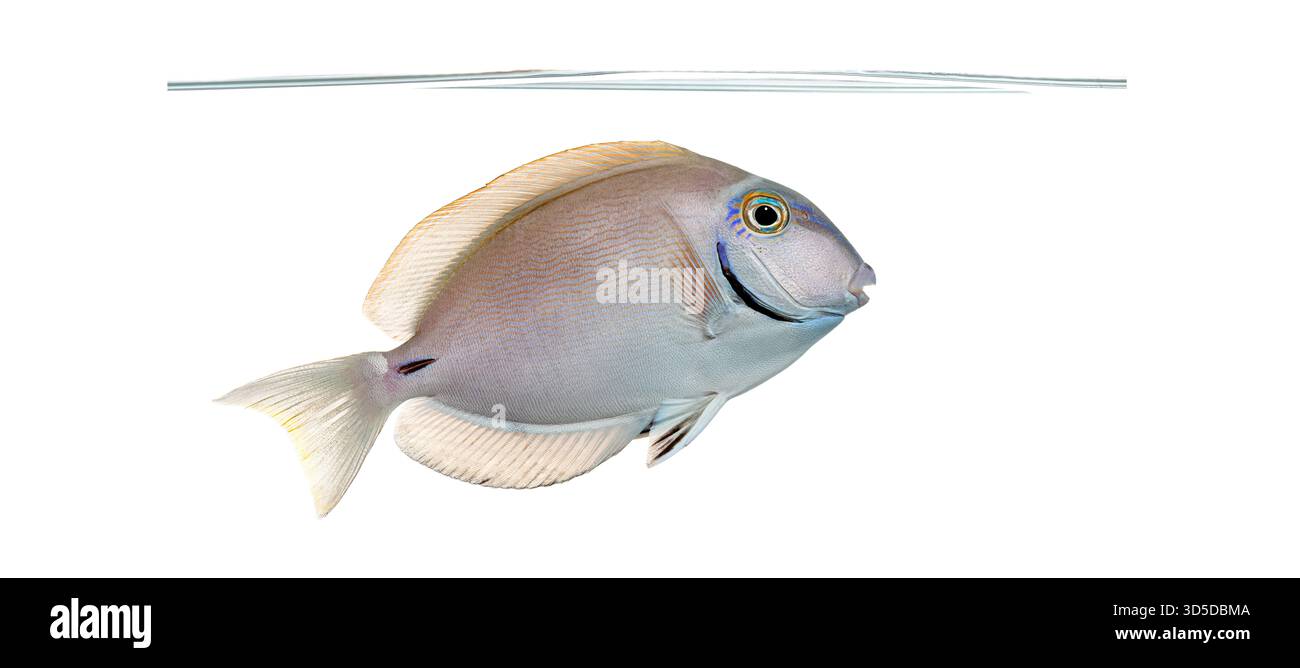 Profilansicht eines Ozeanchirurgenfisches, Acananthurus bahianus, der direkt unter der Oberfläche vor einem sauberen weißen Hintergrund schwimmt Stockfoto