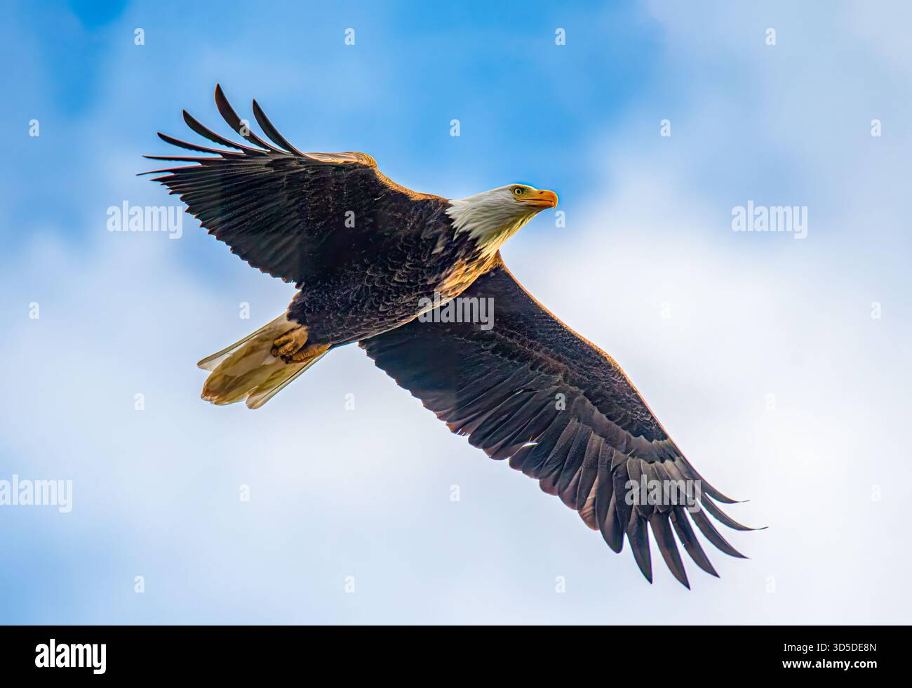 Erwachsener Weißkopfadler fliegen mit ausgebreiteten Flügeln im Trempealeau National Wildlife Refuge in der Driftless Area, Wisconsin. Stockfoto