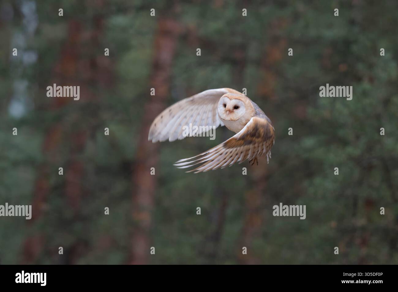 Schleiereule / Schleiereule (Tyto Alba) im energetischen Flug, am Rande eines Waldes, Vorderansicht, detailliert. Stockfoto