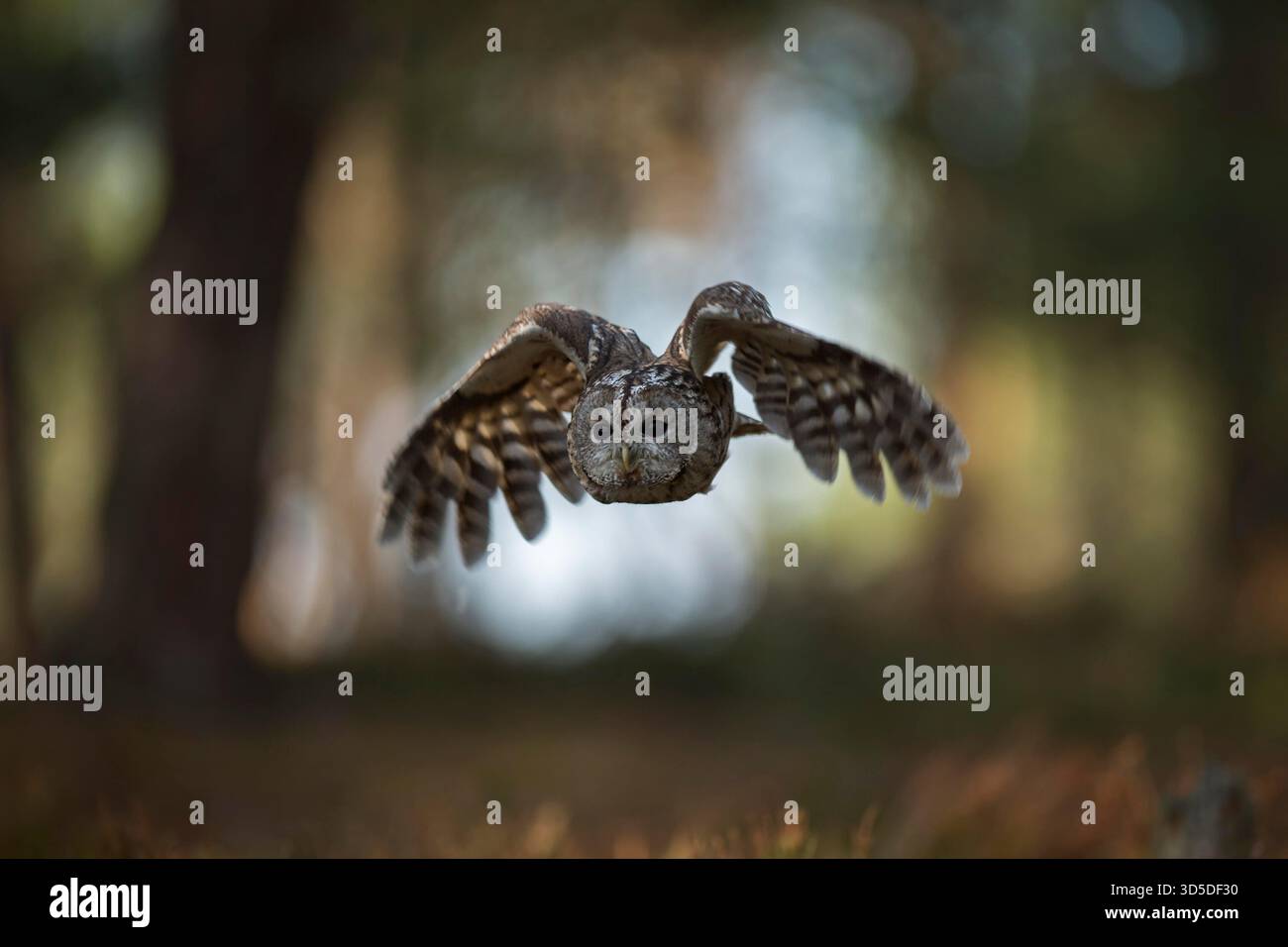 Tawny Owl / Waldkauz ( Strix aluco ) im Flug, fliegt durch offene Wälder, jagt, frontale Aufnahme, vor nettem Hintergrund, Europa. Stockfoto