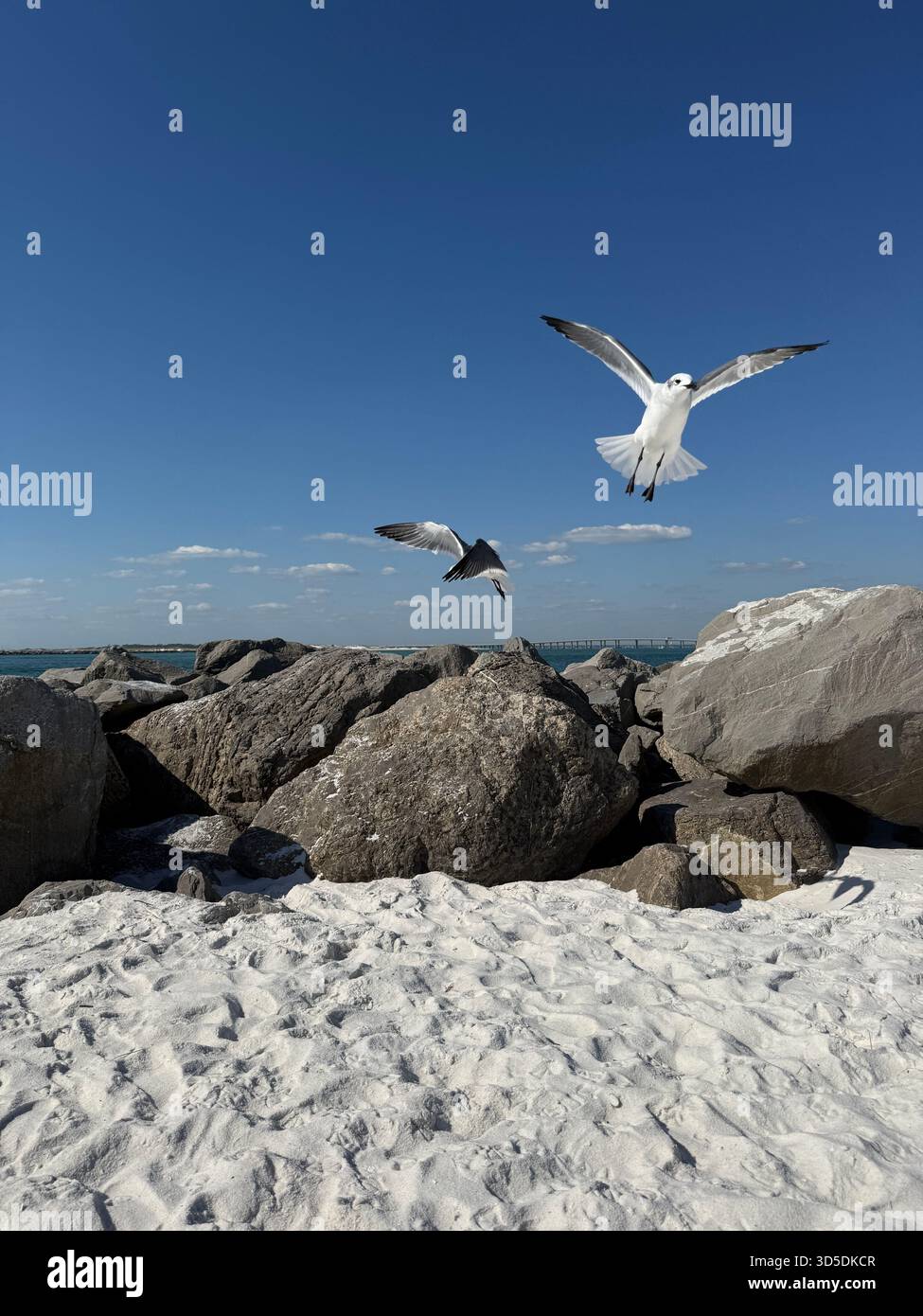 Möwen fliegen an felsigen Stegen in Destin, Florida - Smartphone-aufgenommenes Stockfoto