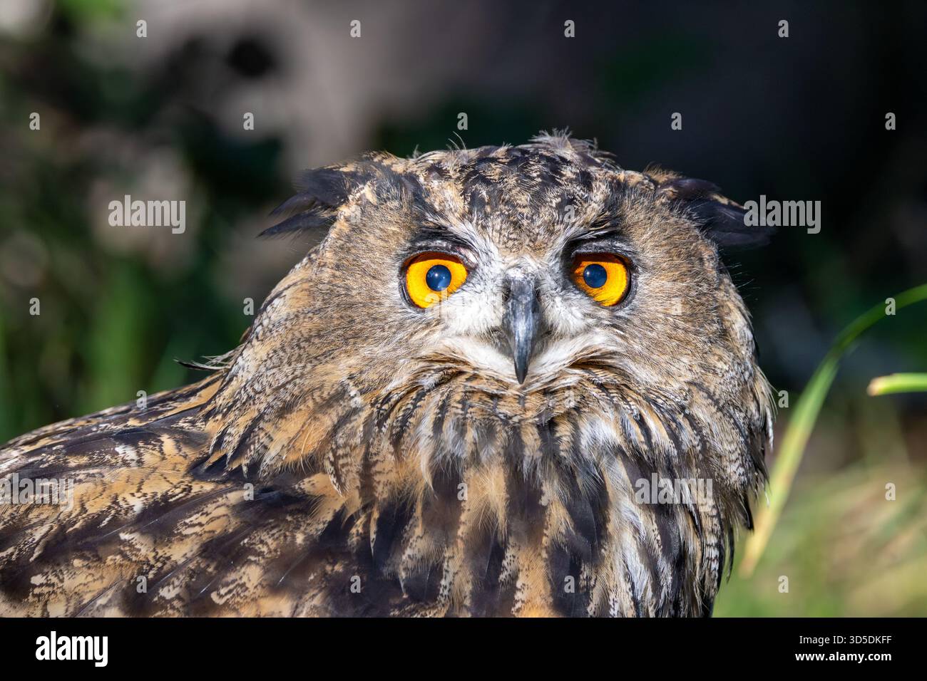 Eine mächtige Nachtschule aus Eurasien, die kleine Säugetiere, Vögel und Amphibien bejagt. Ein Foto, das in alpinen Klippen aufgenommen wurde. Stockfoto
