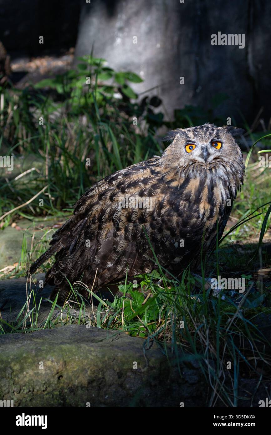 Eine mächtige Nachtschule aus Eurasien, die kleine Säugetiere, Vögel und Amphibien bejagt. Ein Foto, das in alpinen Klippen aufgenommen wurde. Stockfoto