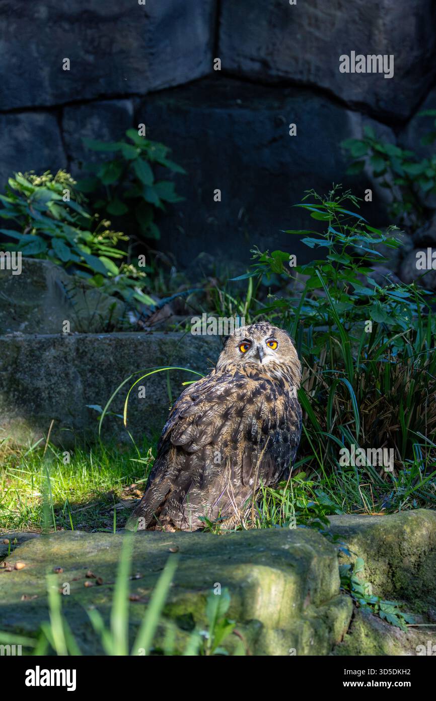 Eine mächtige Nachtschule aus Eurasien, die kleine Säugetiere, Vögel und Amphibien bejagt. Ein Foto, das in alpinen Klippen aufgenommen wurde. Stockfoto