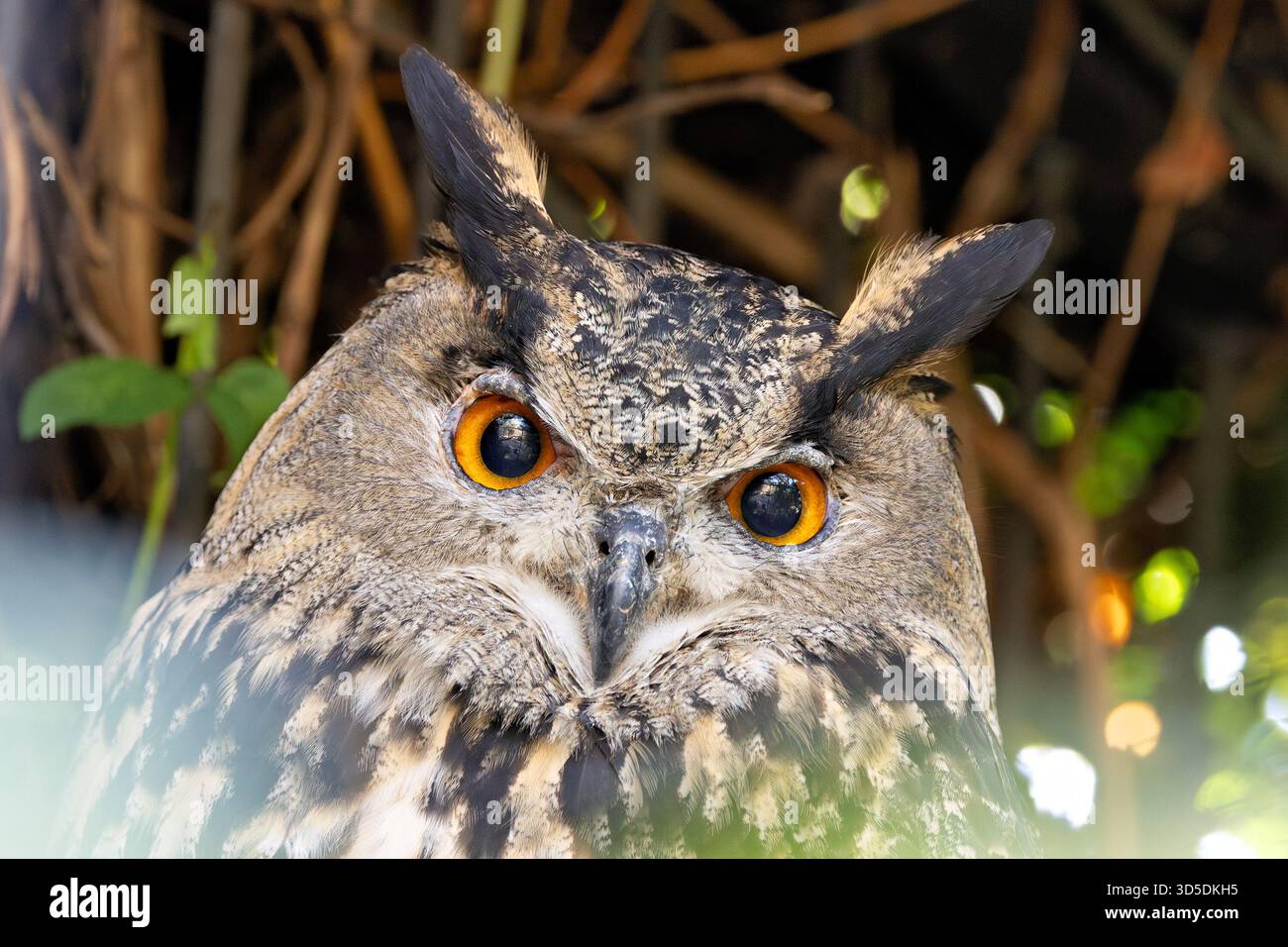 Eine mächtige Nachtschule aus Eurasien, die kleine Säugetiere, Vögel und Amphibien bejagt. Ein Foto, das in alpinen Klippen aufgenommen wurde. Stockfoto