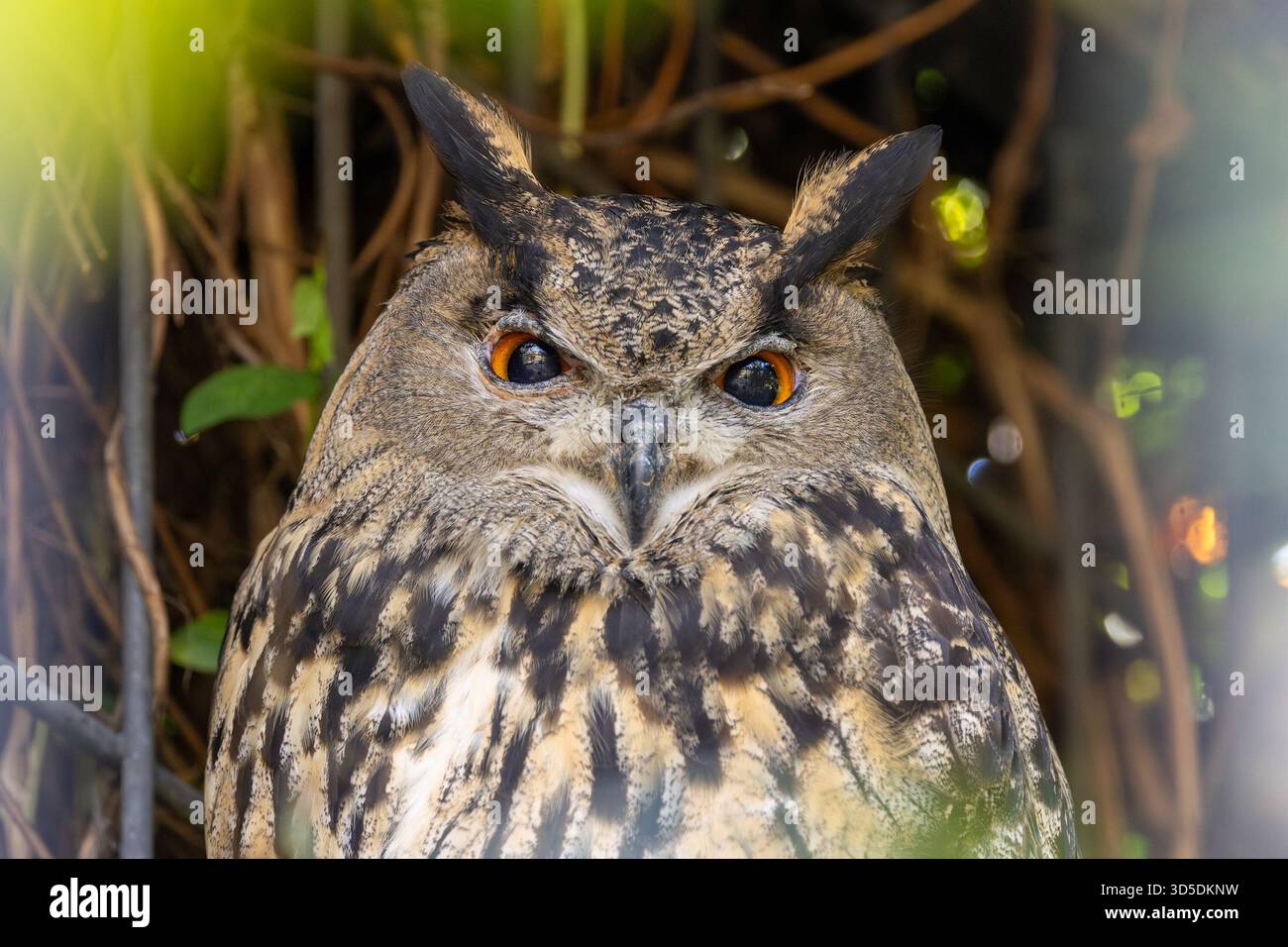 Eine mächtige Nachtschule aus Eurasien, die kleine Säugetiere, Vögel und Amphibien bejagt. Ein Foto, das in alpinen Klippen aufgenommen wurde. Stockfoto
