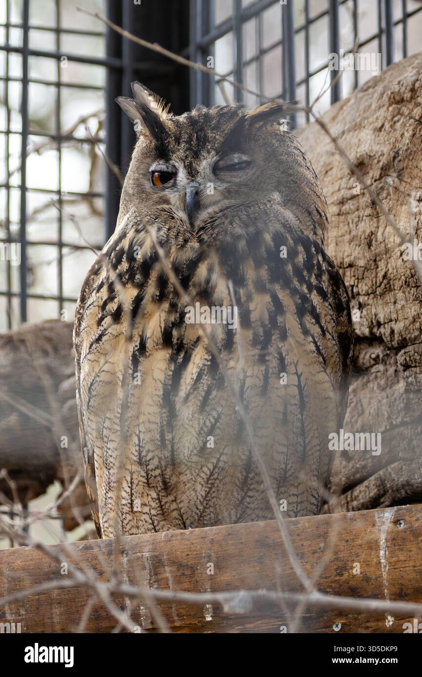 Eine mächtige Nachtschule aus Eurasien, die kleine Säugetiere, Vögel und Amphibien bejagt. Ein Foto, das in alpinen Klippen aufgenommen wurde. Stockfoto