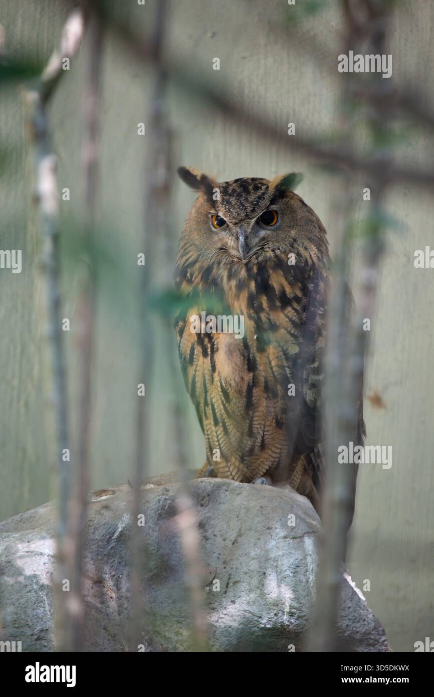Eine mächtige Nachtschule aus Eurasien, die kleine Säugetiere, Vögel und Amphibien bejagt. Ein Foto, das in alpinen Klippen aufgenommen wurde. Stockfoto