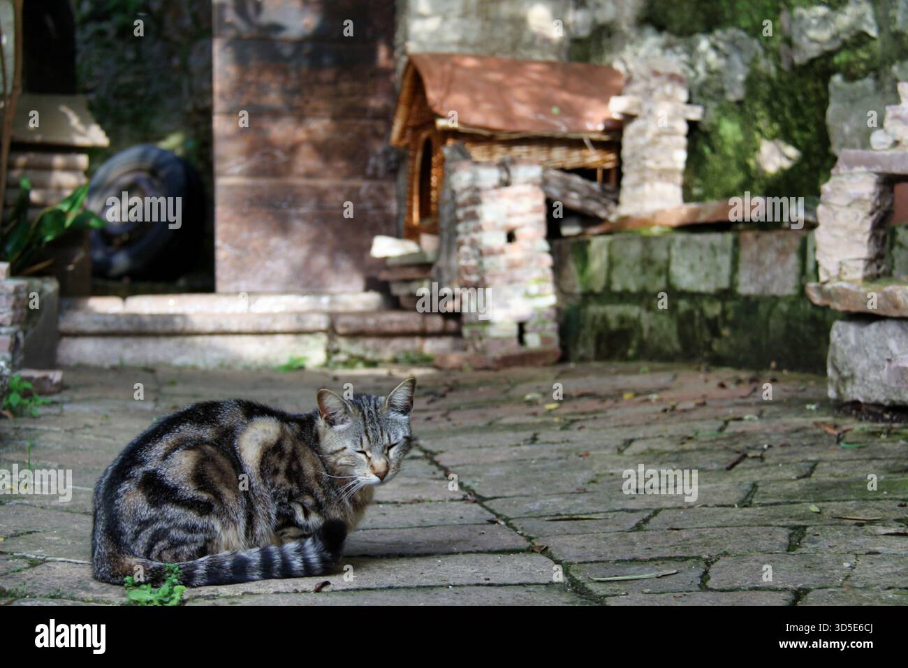 Gestreifte Tabby-Katze, die sich in einer historischen Gasse in Spello, Umbrien, entspannt Stockfoto