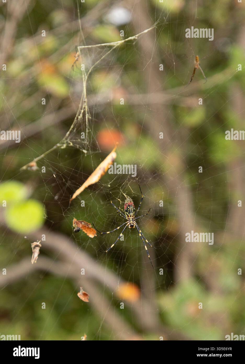 Joro Spinnen (Trichonephila clavata) Golden Silk Orb Web Spider große weibliche und kleine männliche in Tokio, Japan Stockfoto