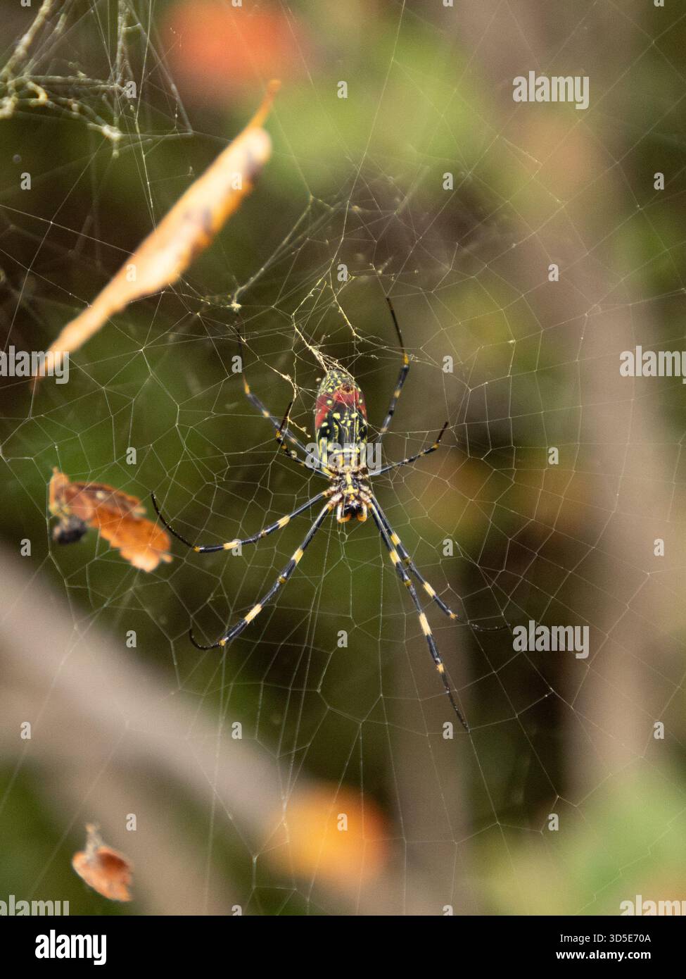 Joro Spinnen (Trichonephila clavata) Golden Silk Orb Web Spider große weibliche weibliche in Tokio, Japan Stockfoto
