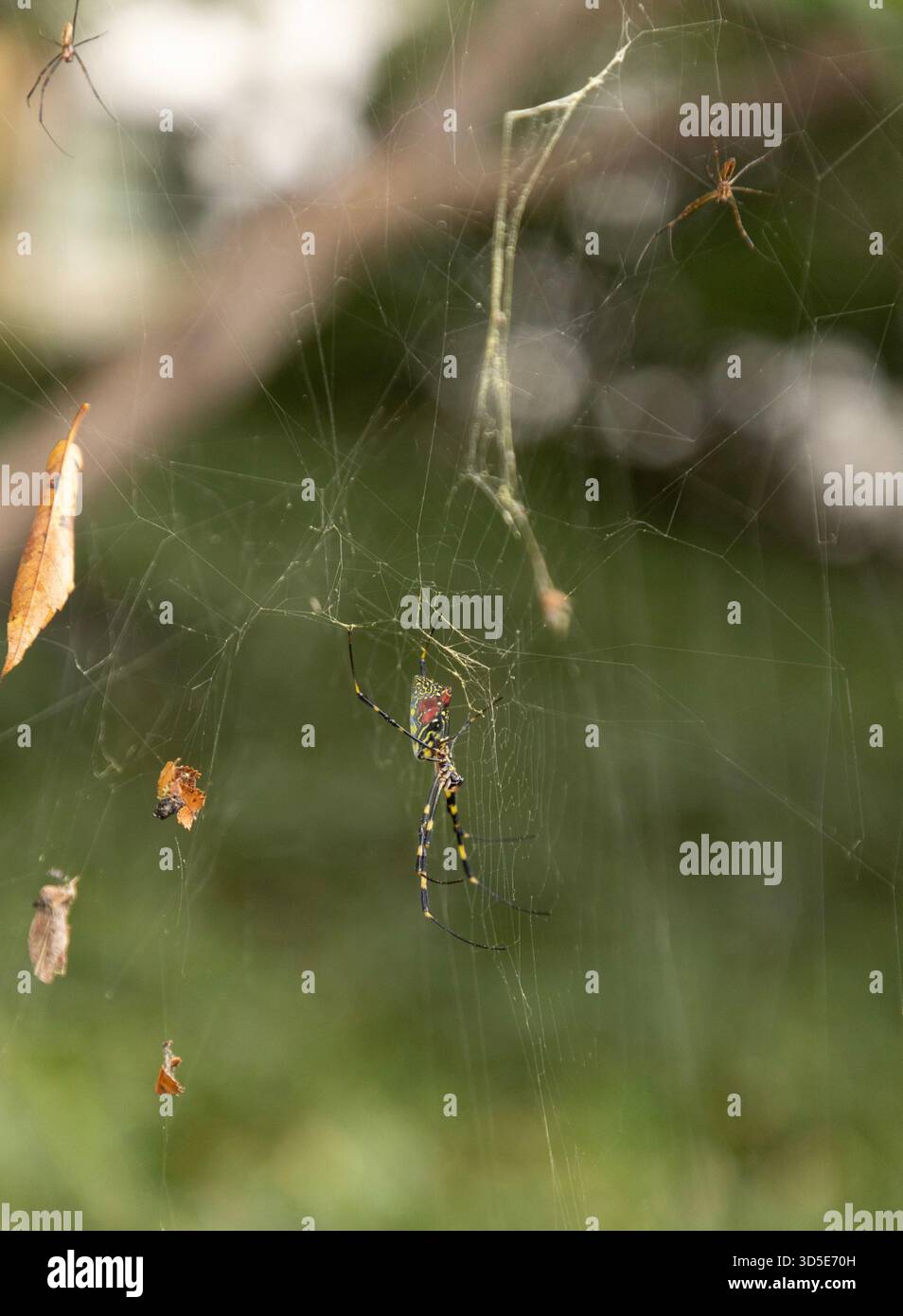Joro Spinnen (Trichonephila clavata) Golden Silk Orb Web Spider große weibliche und kleine männliche in Tokio, Japan Stockfoto