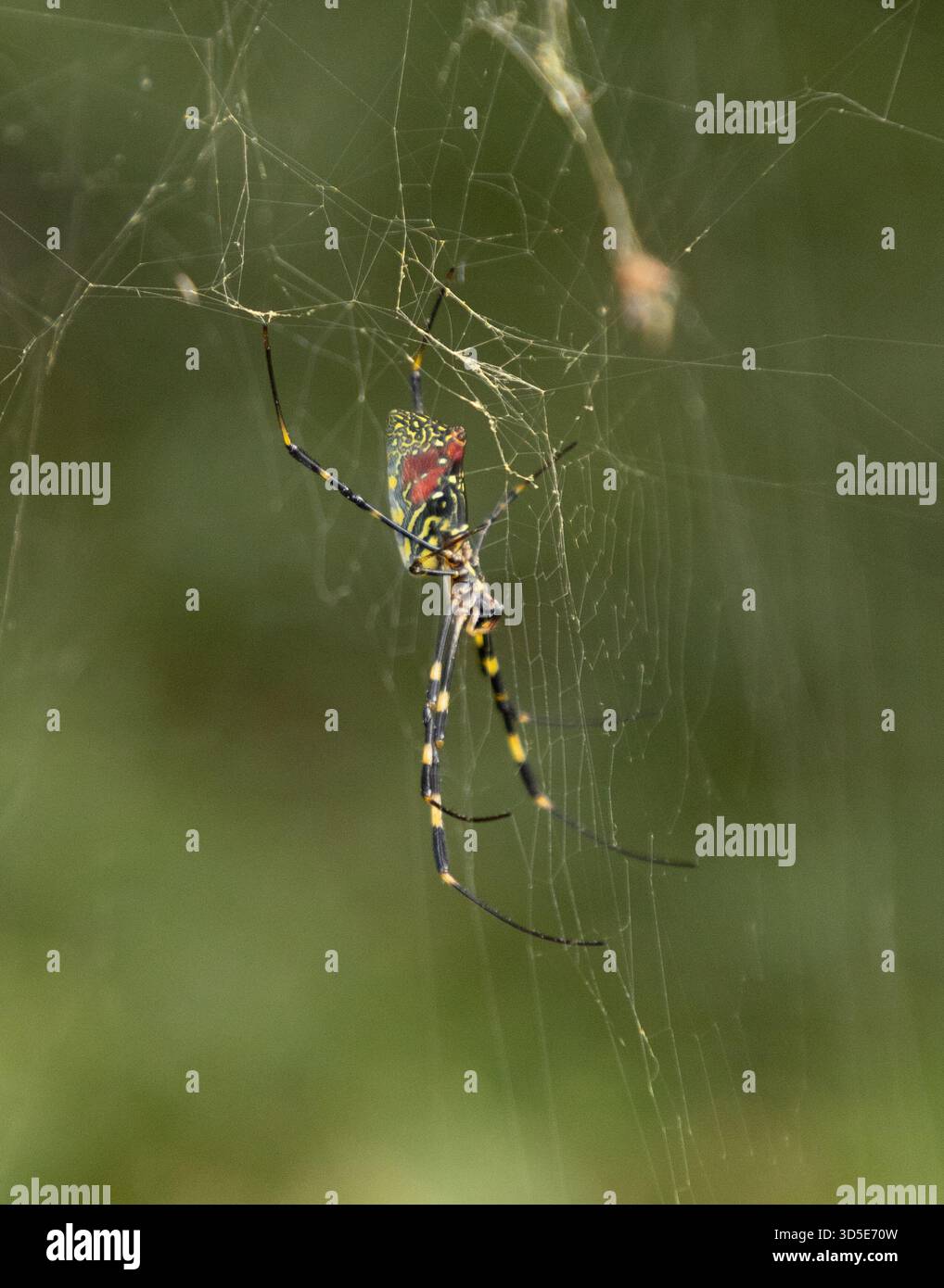 Joro Spinnen (Trichonephila clavata) Golden Silk Orb Web Spider große weibliche weibliche in Tokio, Japan Stockfoto