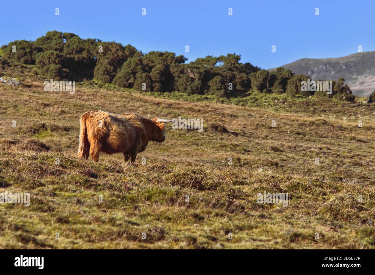 076 Exemplar einer Hochlandrinderkuh mit langen Hörnern und Fell, zottelig und rötlich braun (manchmal schwarz, gelb, blasssilber). Isle of Skye-Scotland. Stockfoto