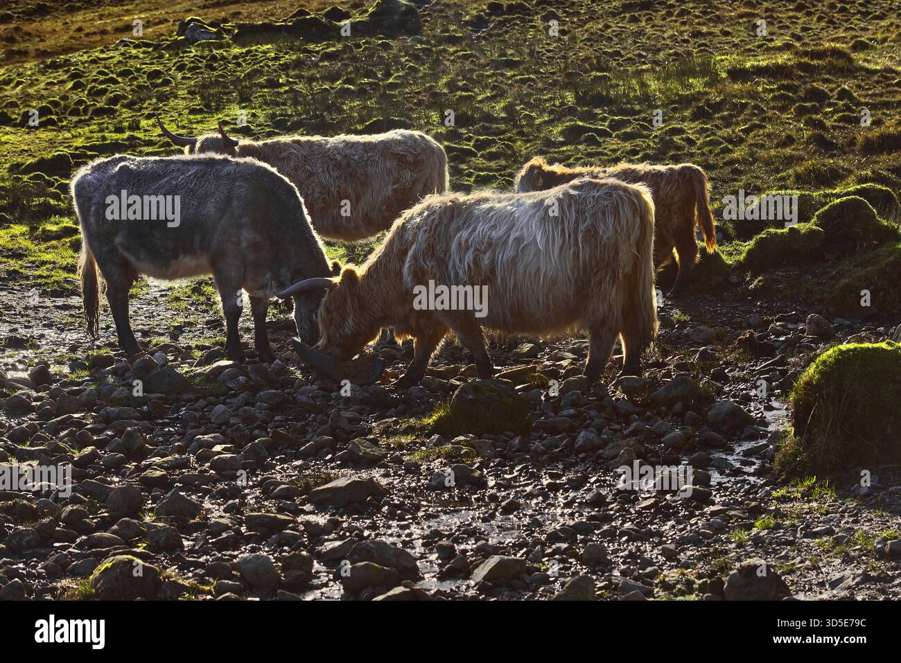 081 Exemplare von Highland-Rinderkühen mit langen Hörnern und Fell, zottelig und rötlich braun (manchmal schwarz, gelb, blasssilber). Isle of Skye-Scotland. Stockfoto