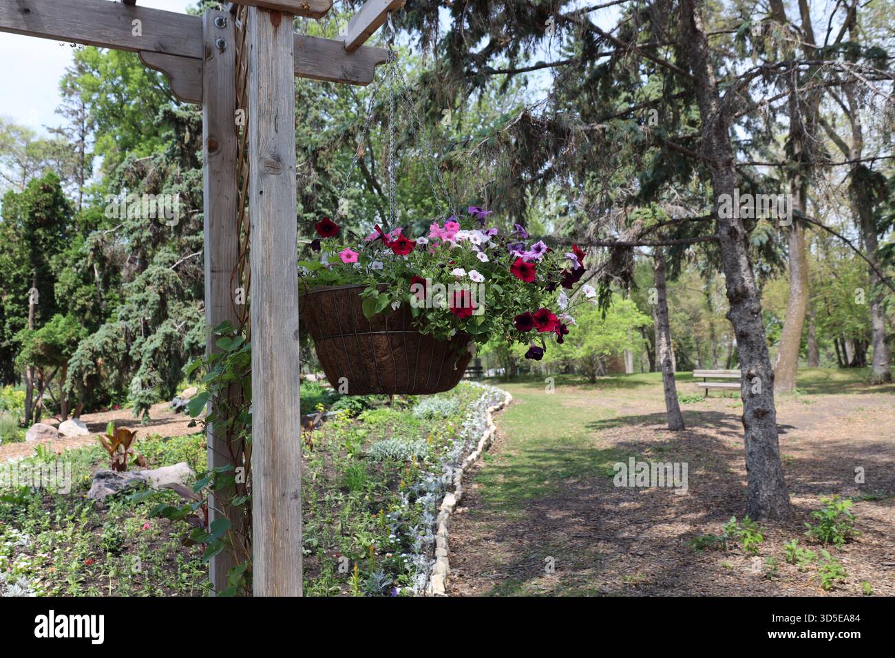 Korb voller Sommerblüten, die von Holzgittern über dem Landschaftsbett hängen Stockfoto