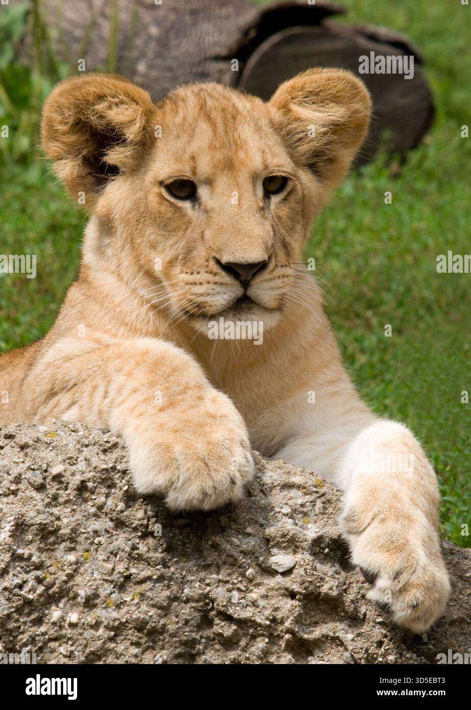 Porträt eines Löwenjungen (Panthera leo) in einem Zoo im Mittleren Westen mit ausdrucksstarken Details und detailliertem Fell. Stockfoto