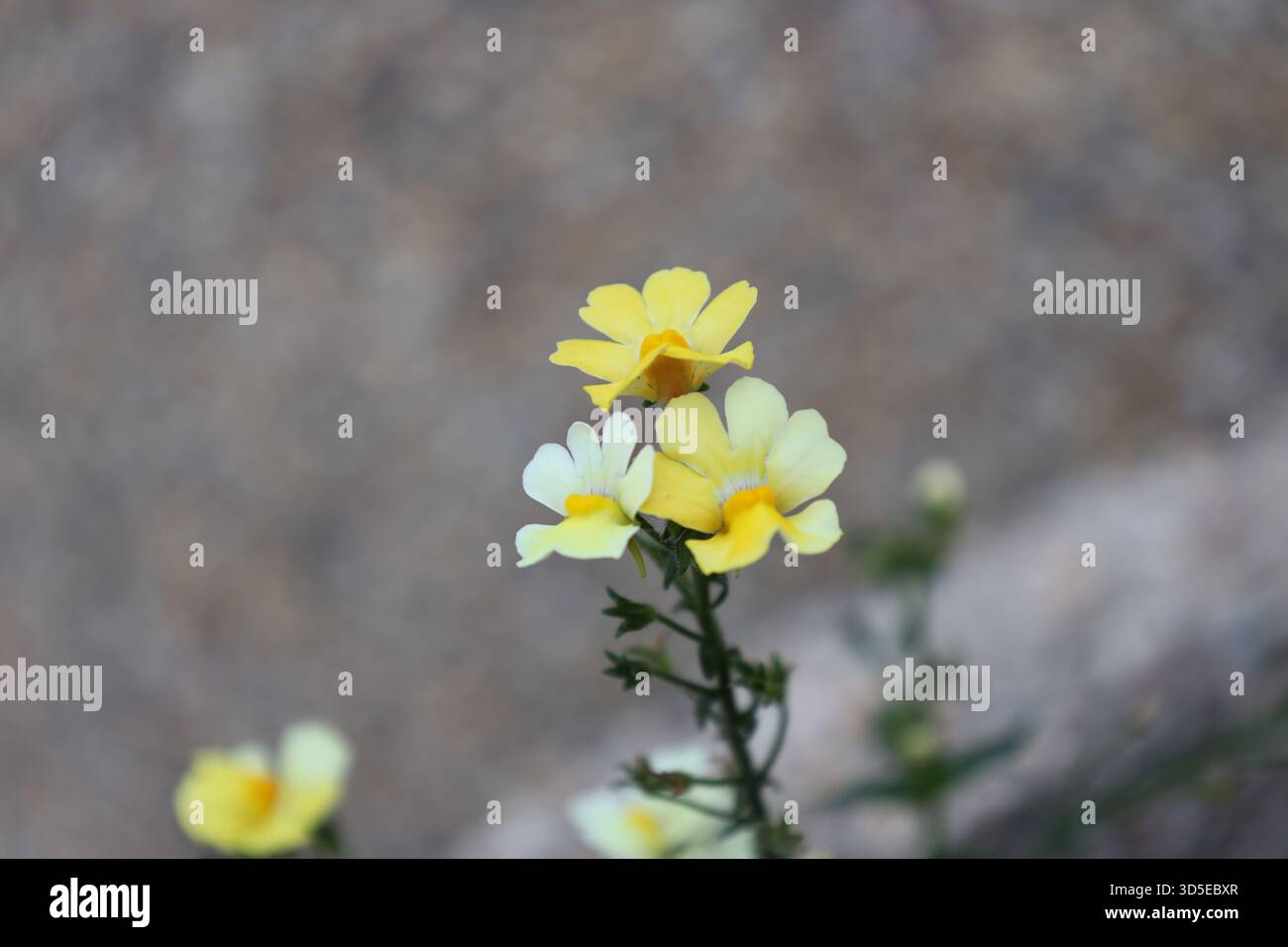 Gelbe weiße Blüten auf dem schmalen dunkelgrünen Stiel erhebt sich über Beton-Pflanzgefäß (Makro, Nahaufnahme) Stockfoto
