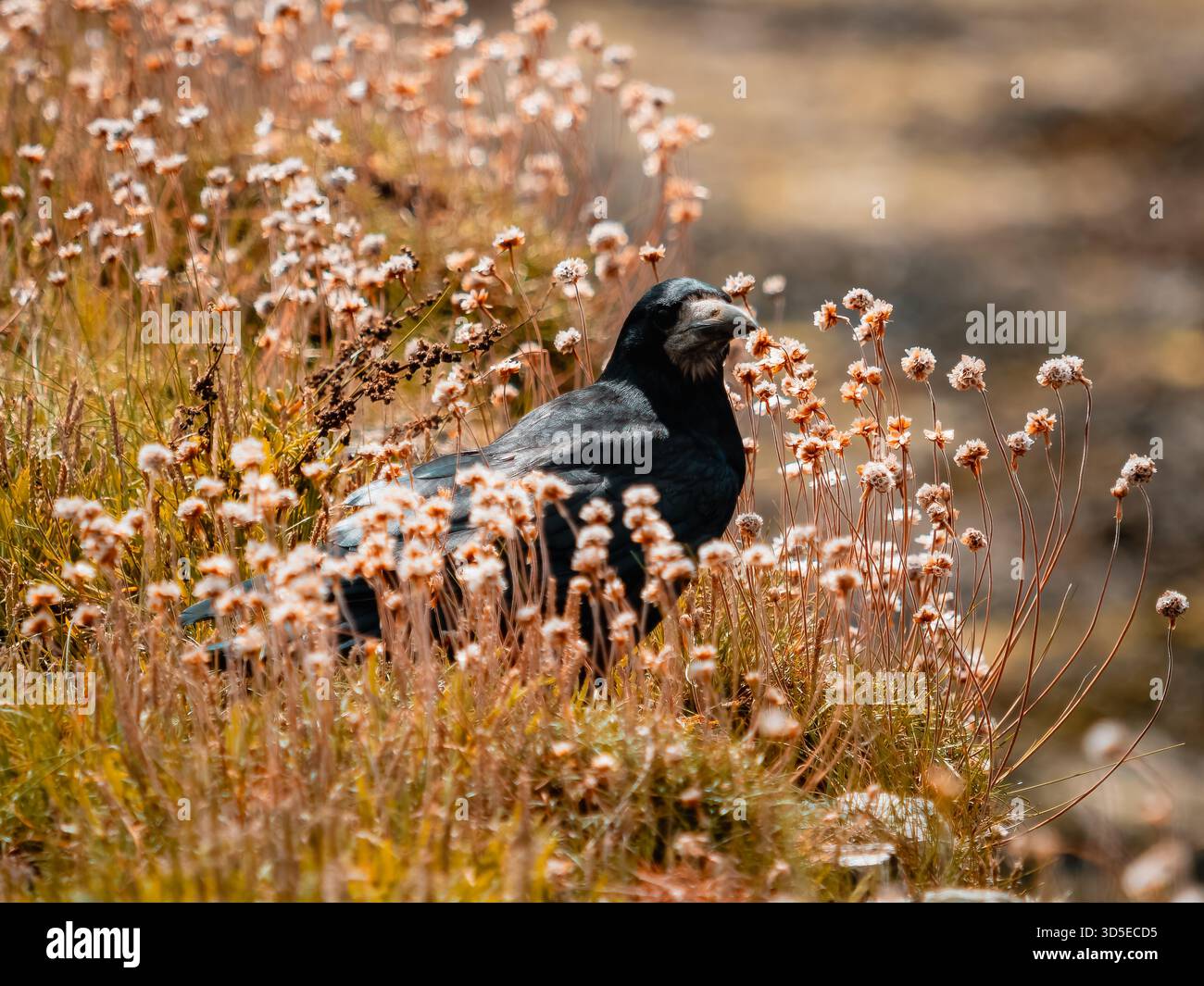 Ein dunkler, zerklüfteter Vogel, Rabe oder Krähe, der teilweise versteckt zwischen trockenen, sonnendurchfluteten Küstengräsern und Haufen verblichener weißer und beiger Wildblumen liegt. Stockfoto