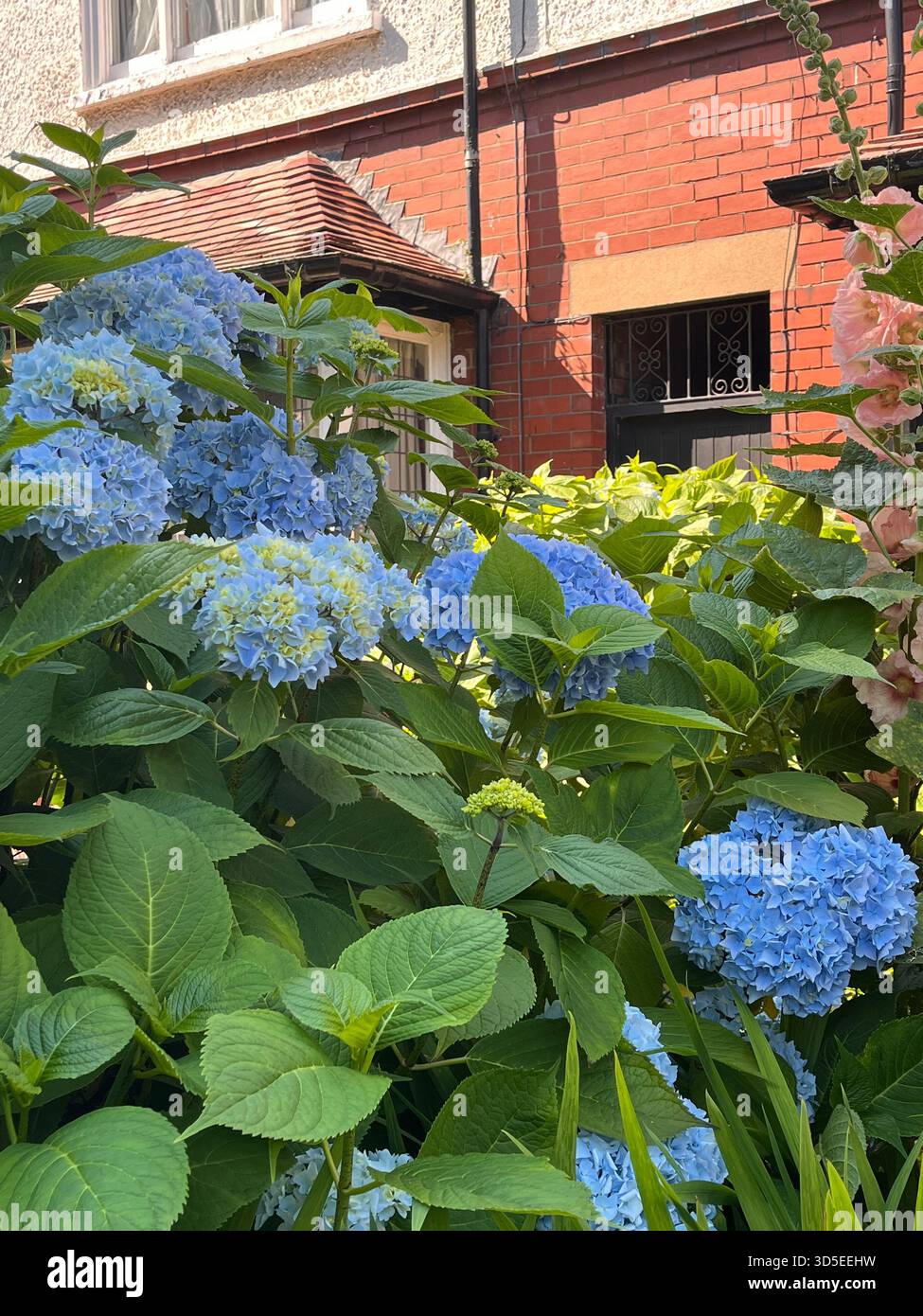 Ein üppig blauer Hortensie-Busch steht neben einem bezaubernden roten Backsteinhaus in Hull, England. - Smartphone-aufgenommenes Stockfoto