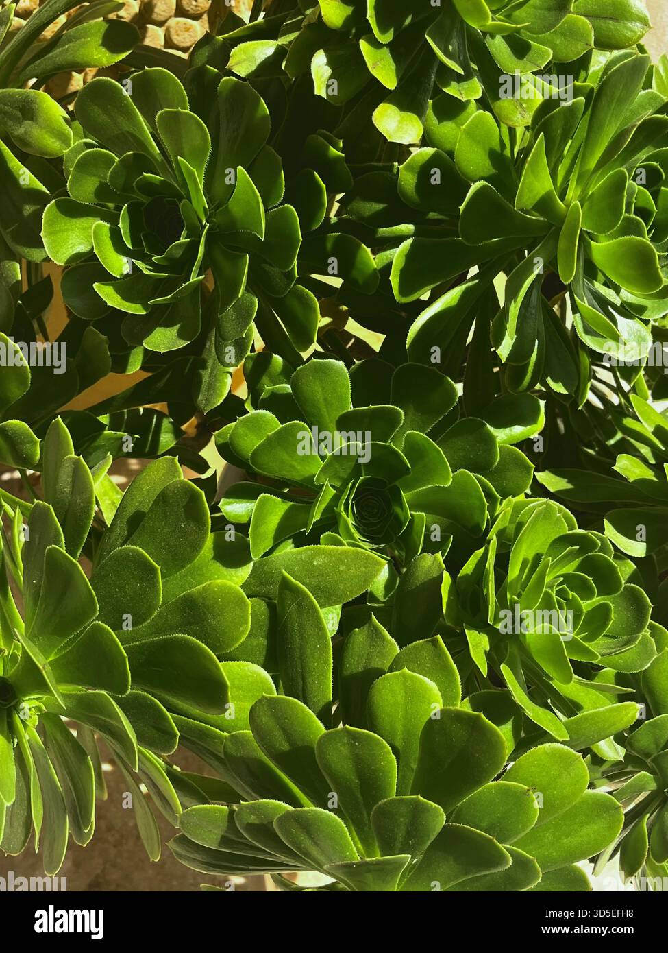 Detaillierte Nahaufnahme einer saftigen Pflanze mit dicken, leuchtend grünen Blättern in Alicante, Spanien. Zeigt natürliche Muster und Texturen an - Smartphone-aufgenommenes Stockfoto