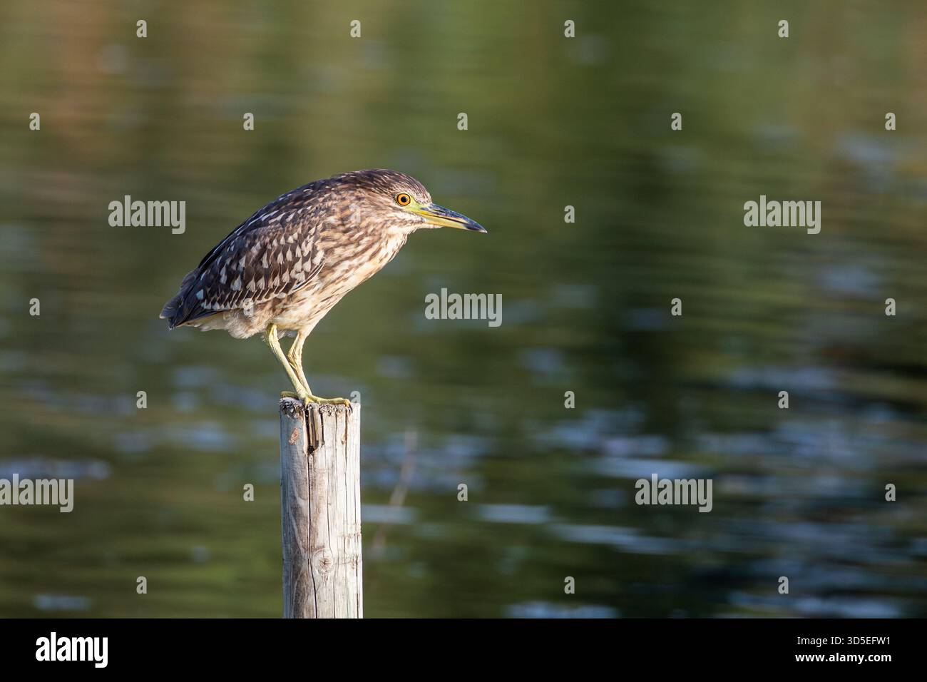 Junger Schwarzkronen-Nachreiher (Nycticorax nycticorax), der auf einem Baumstamm in einem Feuchtgebiet im Süden Granadas, Spanien, thront Stockfoto
