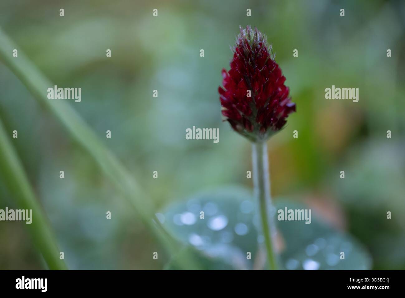 Aus nächster Nähe eine karmesinrote Kleeblüte, die zwischen grünem Gras wächst und Tautropfen auf den Blättern trägt. Der starke Farbkontrast und die klaren botanischen Details machen das Bild deutlich Stockfoto