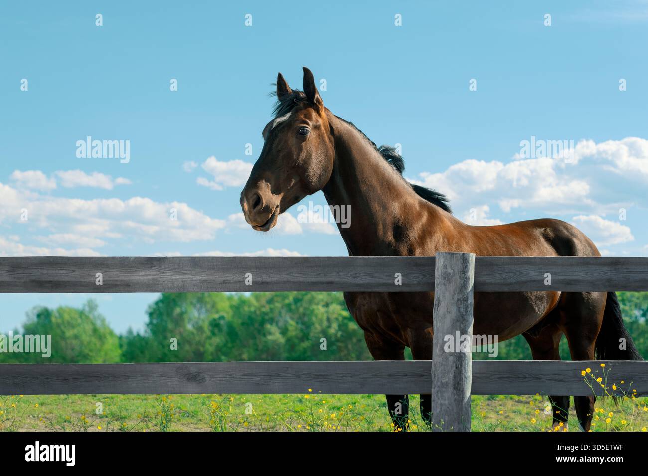 Das Wildpferd steht auf einer Weide in der Nähe eines Holzzauns an einem sonnigen heißen Tag Stockfoto