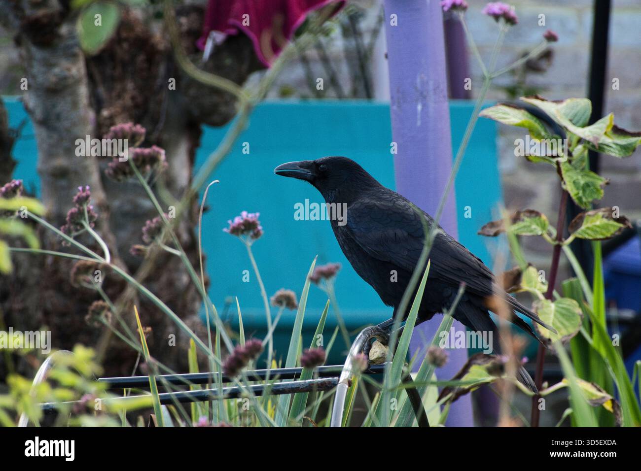 Eine Krähe zwischen Gartenpflanzen, die einen seitlichen Blick in eine Kleingartenanlage in Großbritannien gibt. Zierblumen, Laub und Gartenbau i Stockfoto