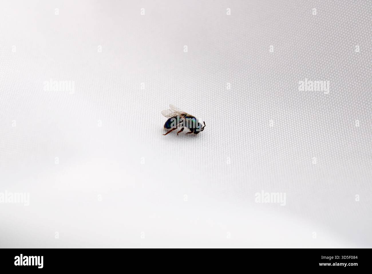 Orchideenbiene - Euglossa, bekannt für seine hellen Metallic-Farben, die oft grün, blau oder lila sind Stockfoto