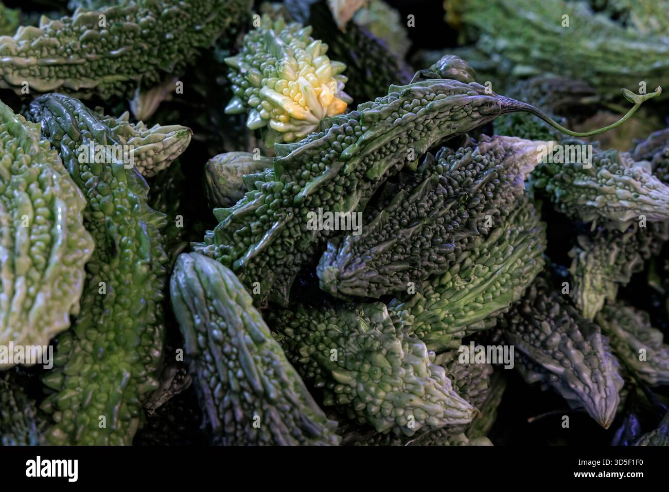 Grüne Bittermelone oder Momordica charantia. Allgemein als Bittermelone, Cerassee, goya, Bitterkürbis, Bitterkürbis, balsam-Birne, Karavila. Hohe Qual Stockfoto