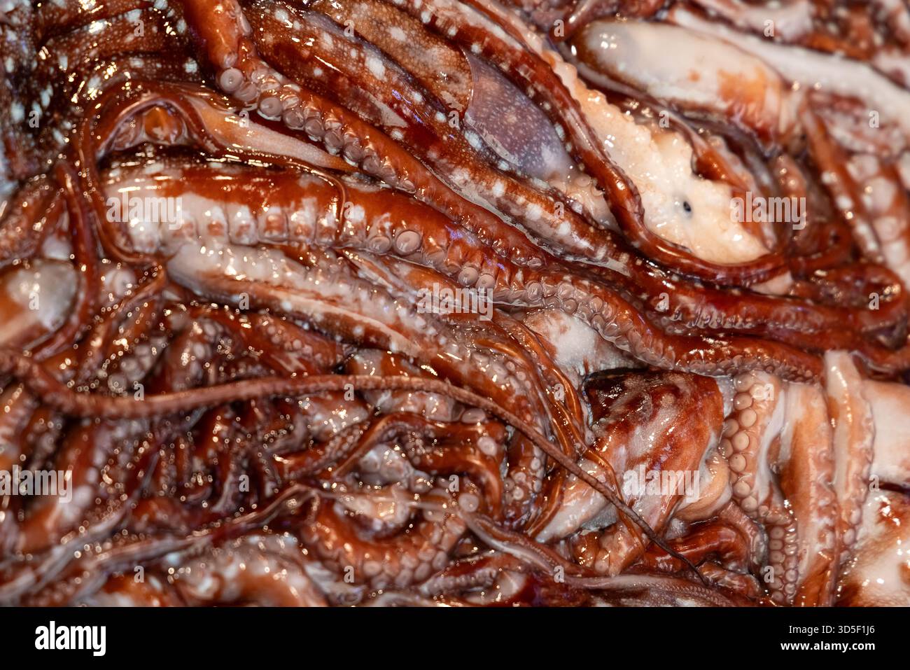 Nahaufnahme frischer Oktopustentakeln mit detaillierter Textur und Saugnäpfen. Hintergrund mit Meeresfrüchten und Meeresfrüchten mit mariner Textur und Farbe. Stockfoto