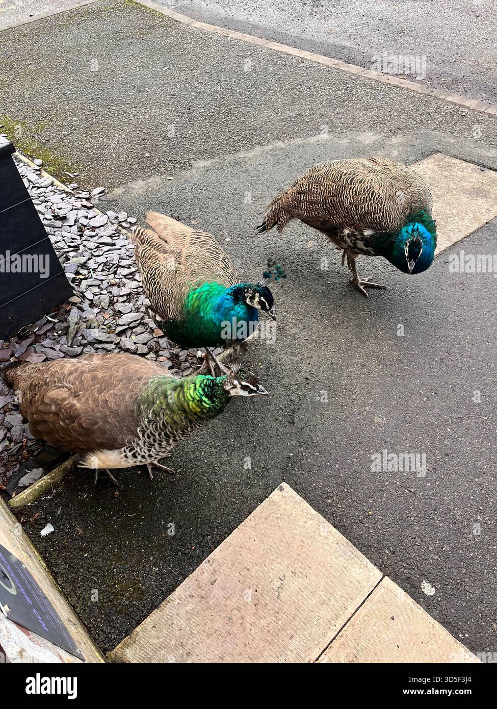 Gruppe Pfauen, die am Boden in einer städtischen Umgebung in Hull, England, fressen. Ungewöhnliche Begegnung mit Wildtieren in der Stadt, die Natur verbindet - Smartphone-aufgenommenes Stockfoto