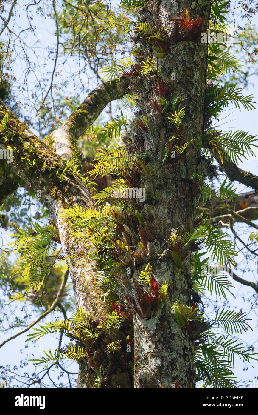 Bewachsener Baum im Dschungel, Amani Nature Forest Reserve, Eastern Usambara Mountains, Tanga, Tansania Stockfoto