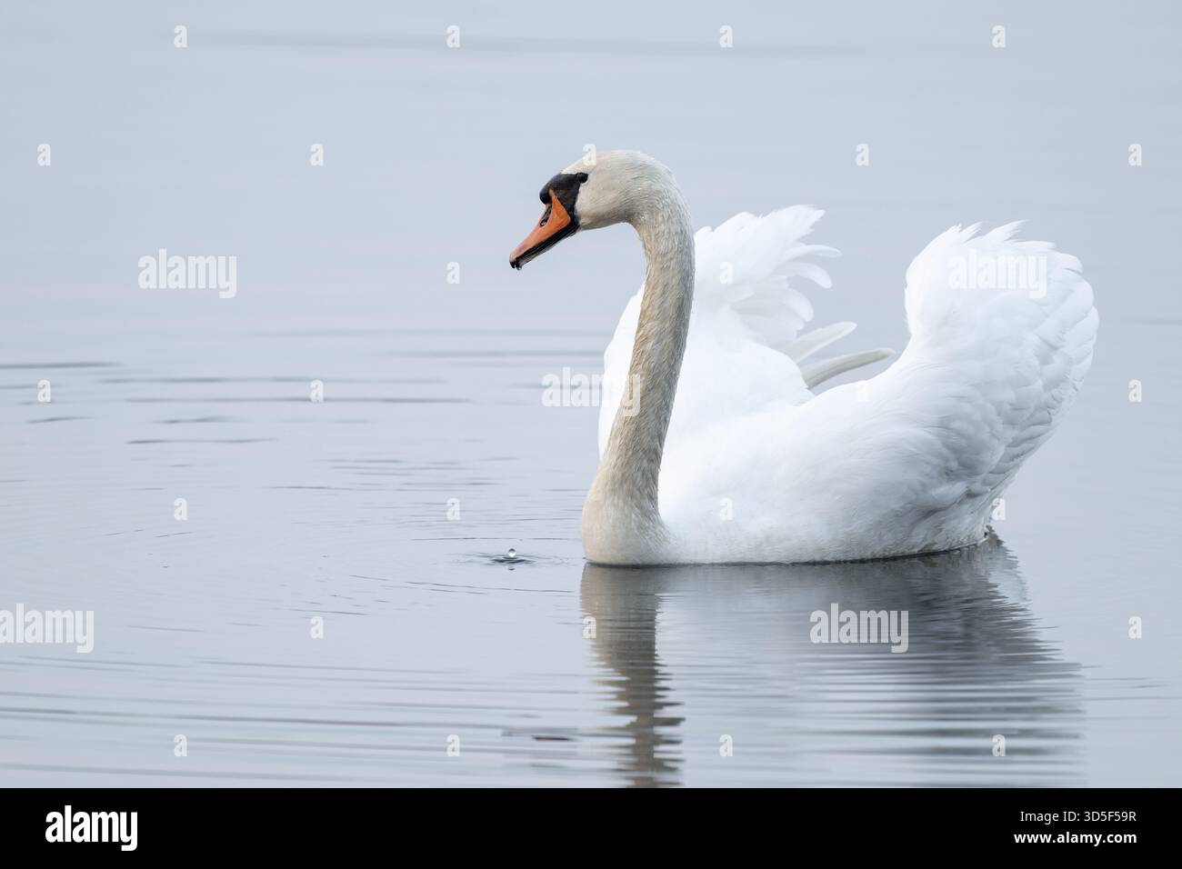 Silded Swan (Cygnus olor) schwimmt in beeindruckender Position auf einem See, Niedersachsen, Deutschland Stockfoto