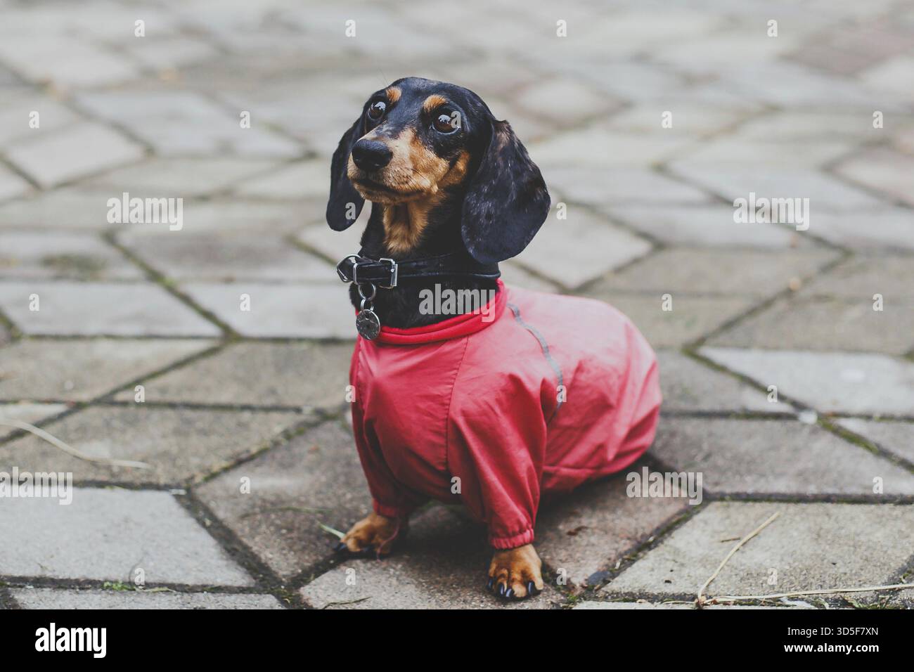 Niedlicher schwarzer Dackel mit Apfelmantel in rosafarbenem Jumpsuit, der auf Steinpflaster sitzt und mit liebevollen Augen aufblickt, warme und berührende urbane Szene, Co Stockfoto