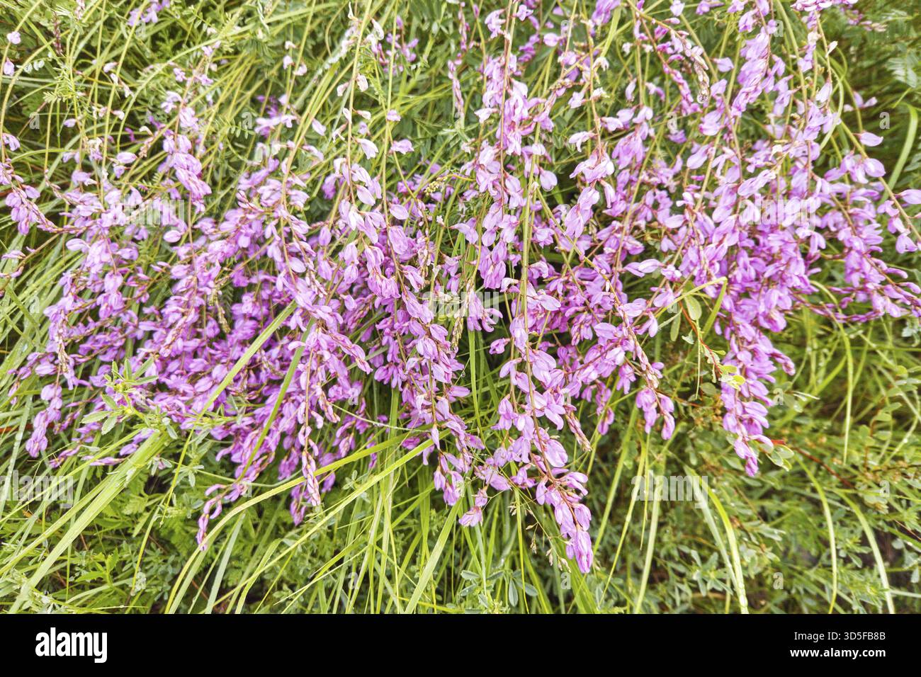 April rosa Blume auf der Wiese. Auf grünem Gras liegen. Blumenfeld. Bergsommerpflanze. Süße Teeblüte. Gesundheit altai Kraut. Kuprei-Blatt Stockfoto