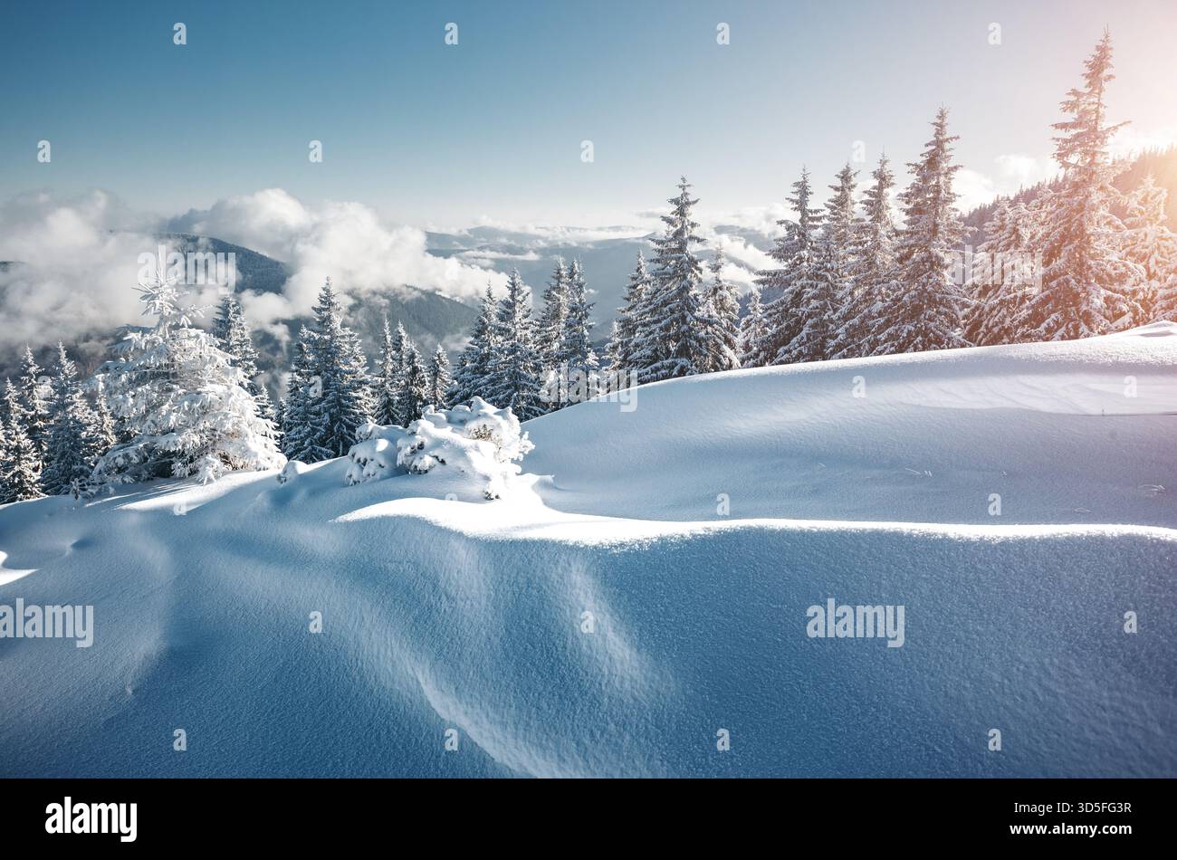 Spektakuläre weiße Fichten an einem frostigen Tag. Lage Karpaten Nationalpark, Ukraine, Europa. Skigebiet. Exotische winterliche Szene. Fabelhafte Winterwallpa Stockfoto