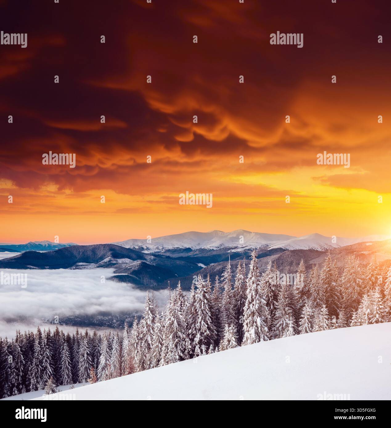 Fantastischer Blick auf den märchenhaften Wald. Standort Karpaten, Ukraine, Europa. Magische winterliche Szene an einem frostigen Tag. Urlaubskonzept. Perfec Stockfoto