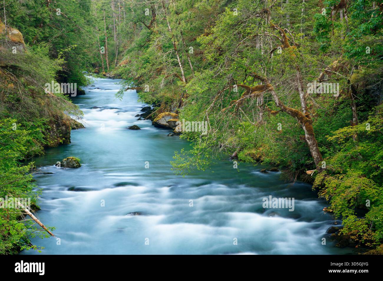 Duckabush River verläuft durch den Olympic National Forest, Jefferson County, Washington, USA Stockfoto