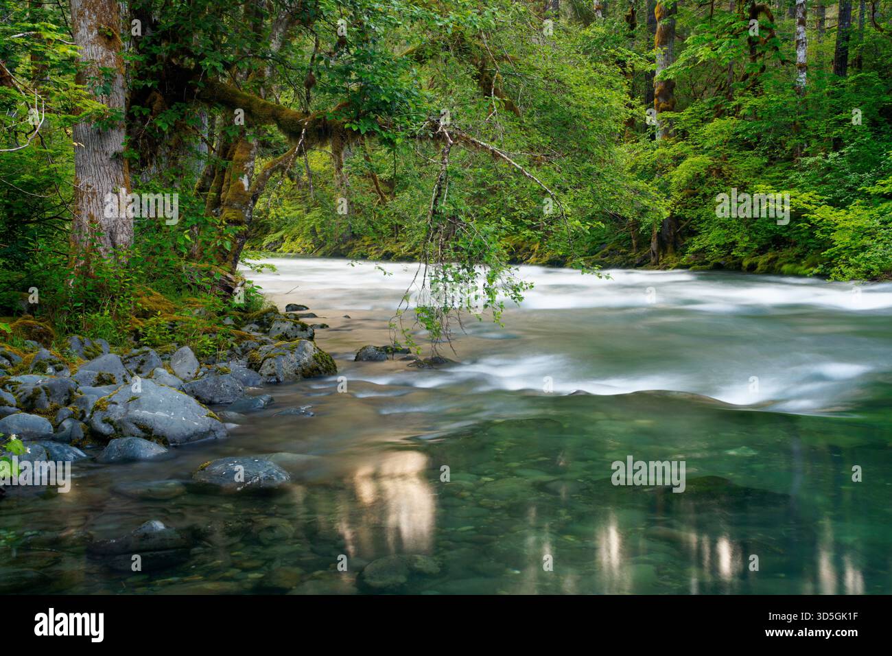 Duckabush River verläuft durch den Olympic National Forest, Jefferson County, Washington, USA Stockfoto