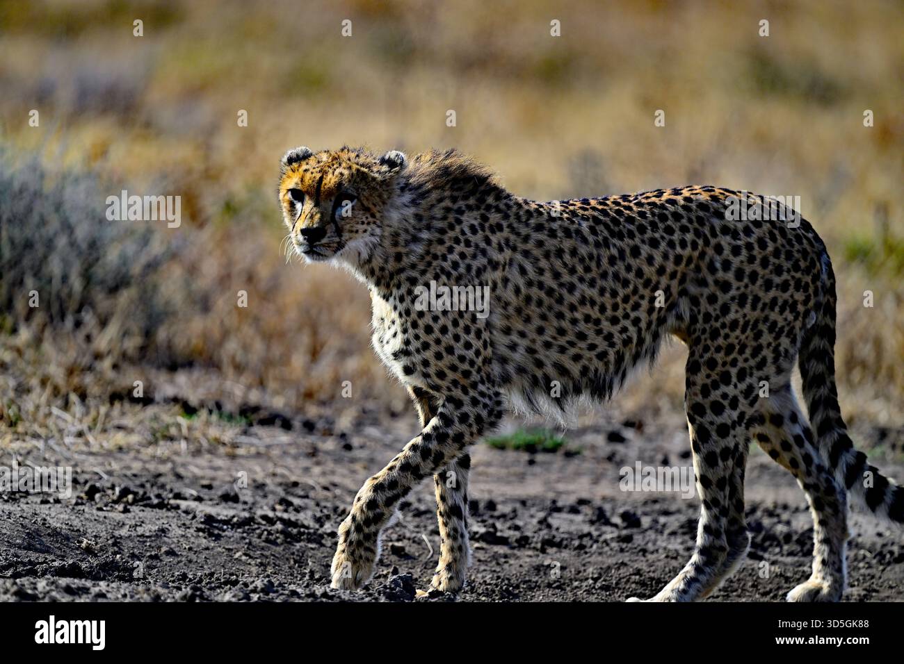 Ein Nahporträt eines schönen Geparden Stockfoto