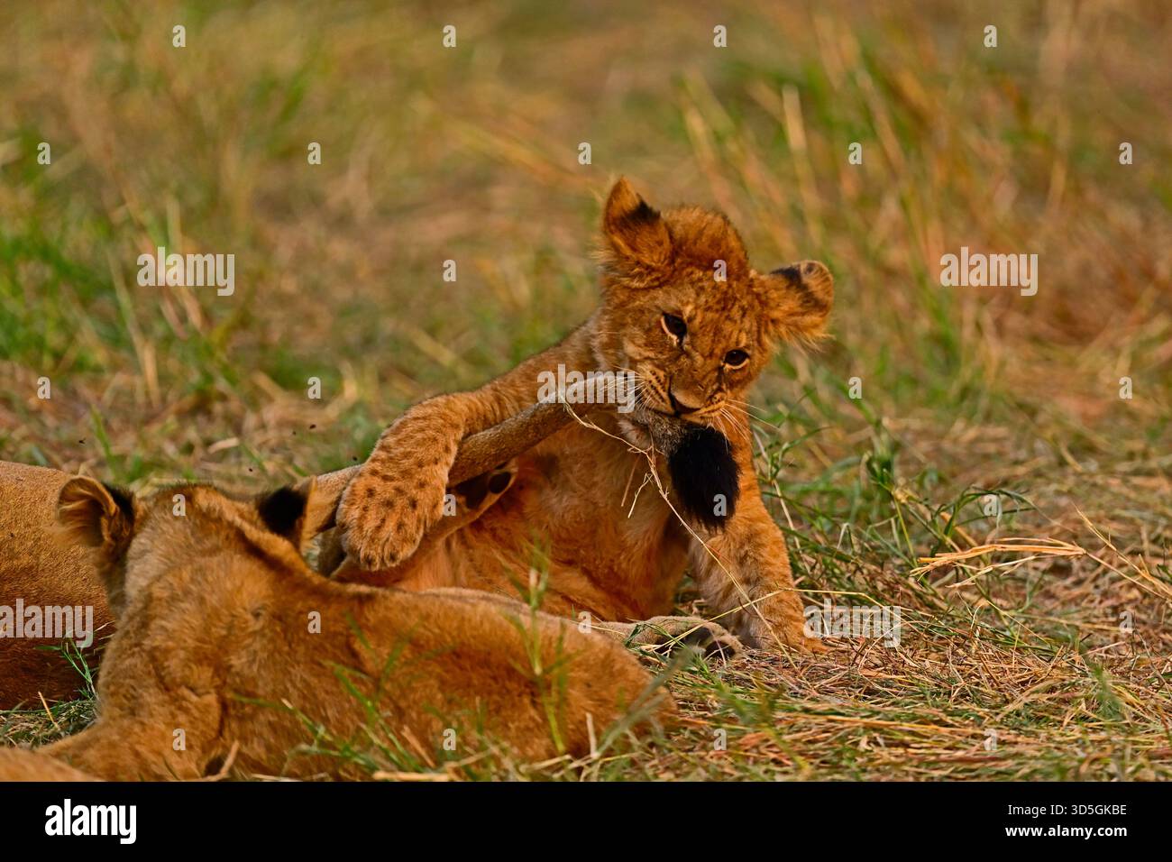 Junger Löwenjunge, der mit dem Schwanz seiner Mutter spielt Stockfoto
