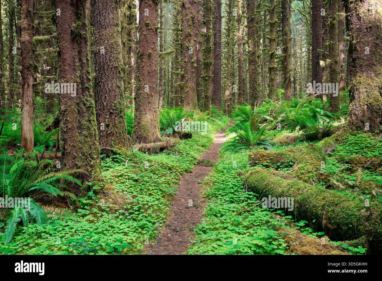 Der South Fork Hoh River Trail führt durch den alten Sitka Fichtenwald, den Olympic National Park, Jefferson County, Washington, USA Stockfoto