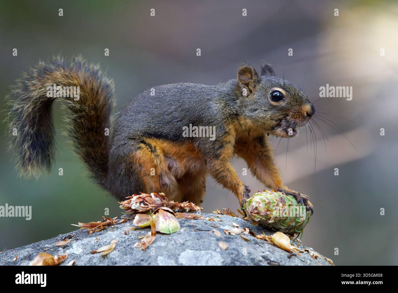 Douglas-Eichhörnchen essen Douglas-Tannenzapfen, Mount Rainier National Park, Washington, USA Stockfoto