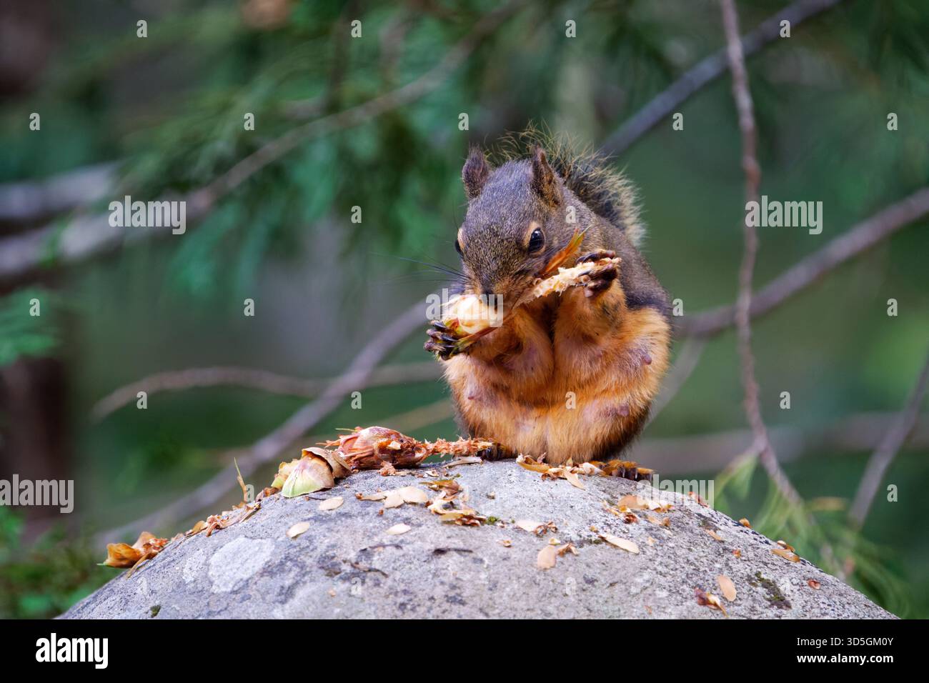 Douglas-Eichhörnchen essen Douglas-Tannenzapfen, Mount Rainier National Park, Washington, USA Stockfoto