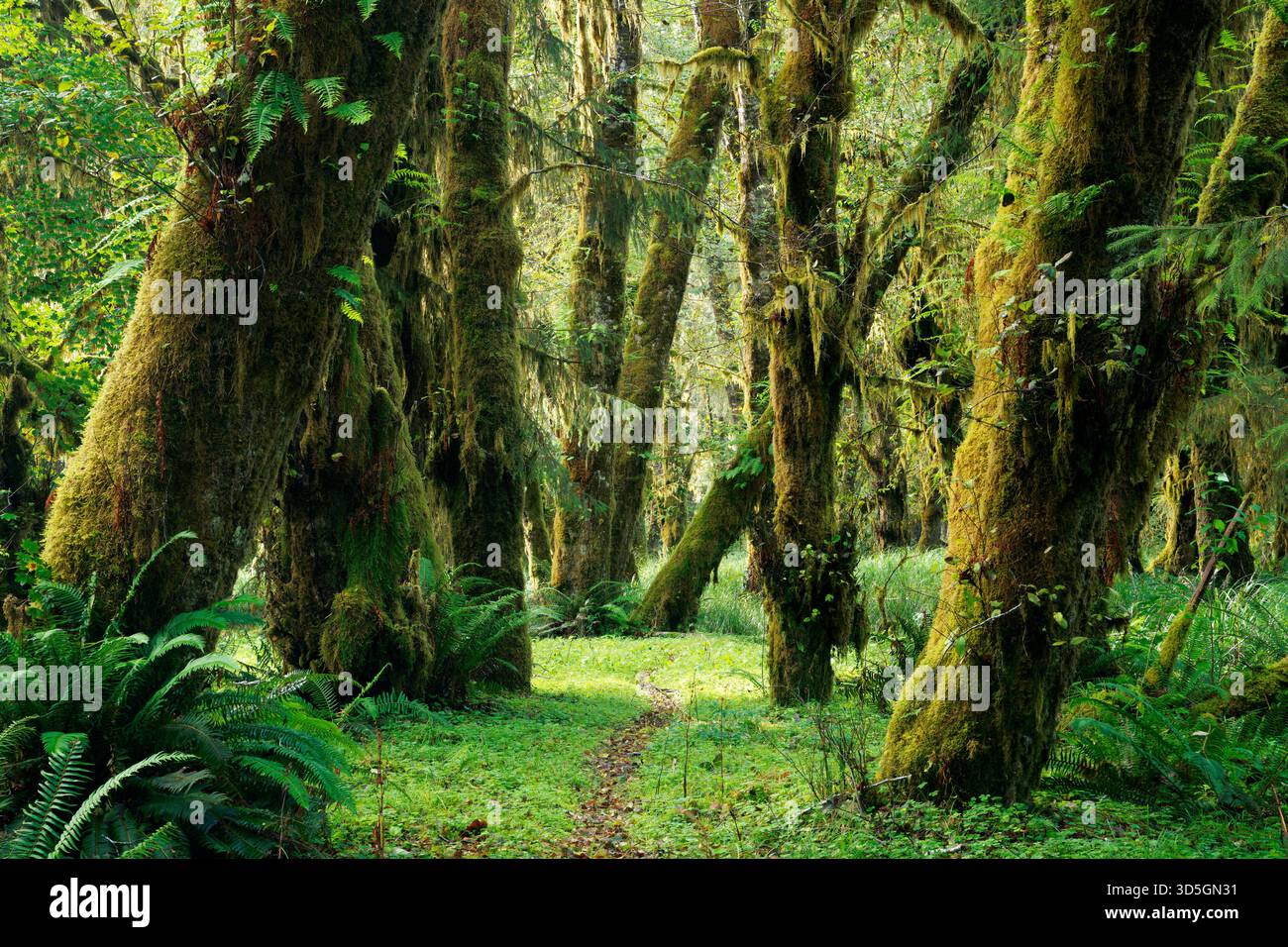 Sam's River Loop Trail durch Big Leaf Ahornstämme im natürlichen Graswald Park eines gemäßigten alten Waldes, Queets Regenwald, Olympic Stockfoto