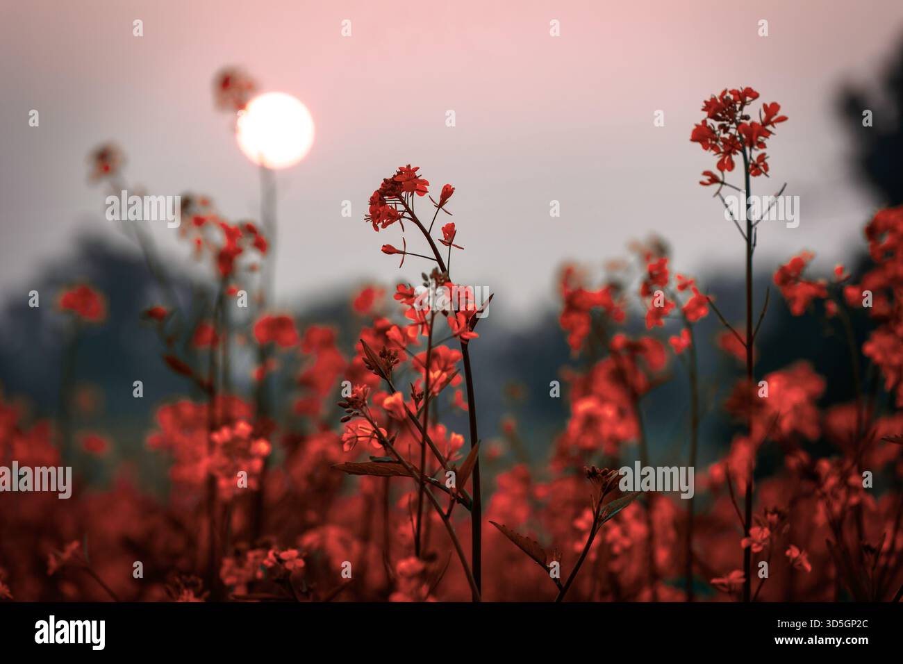 Dramatische Silhouette mit roten Senfblumen mit untergehender Sonne und weichem, trübem Himmel Stockfoto