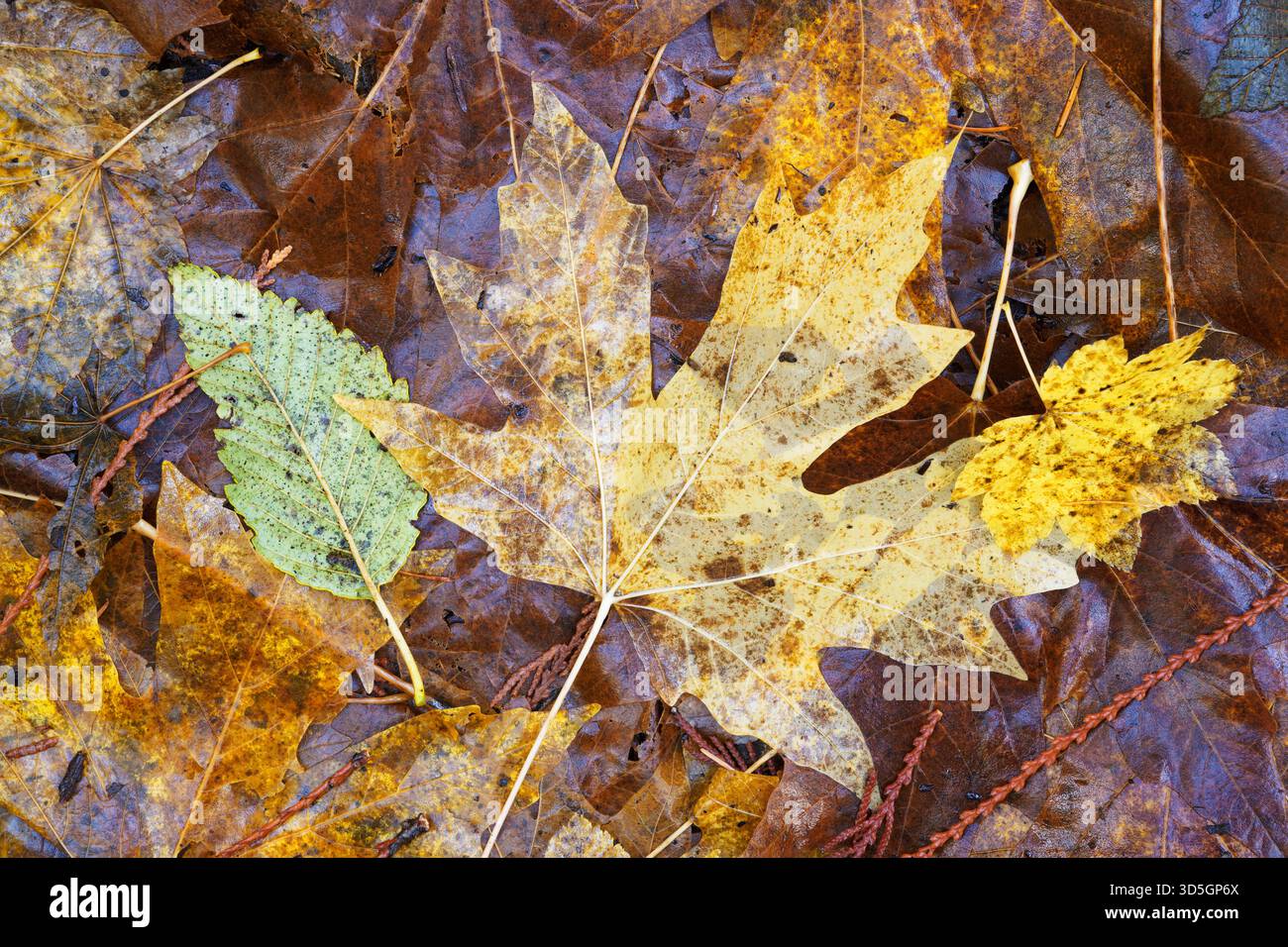 Gefallene Ahorn-, Ahorn- und Erlenblätter in herbstlicher Farbe, Lewis River Recreation Area, Gifford Pinchot National Forest, Skamania County, war Stockfoto