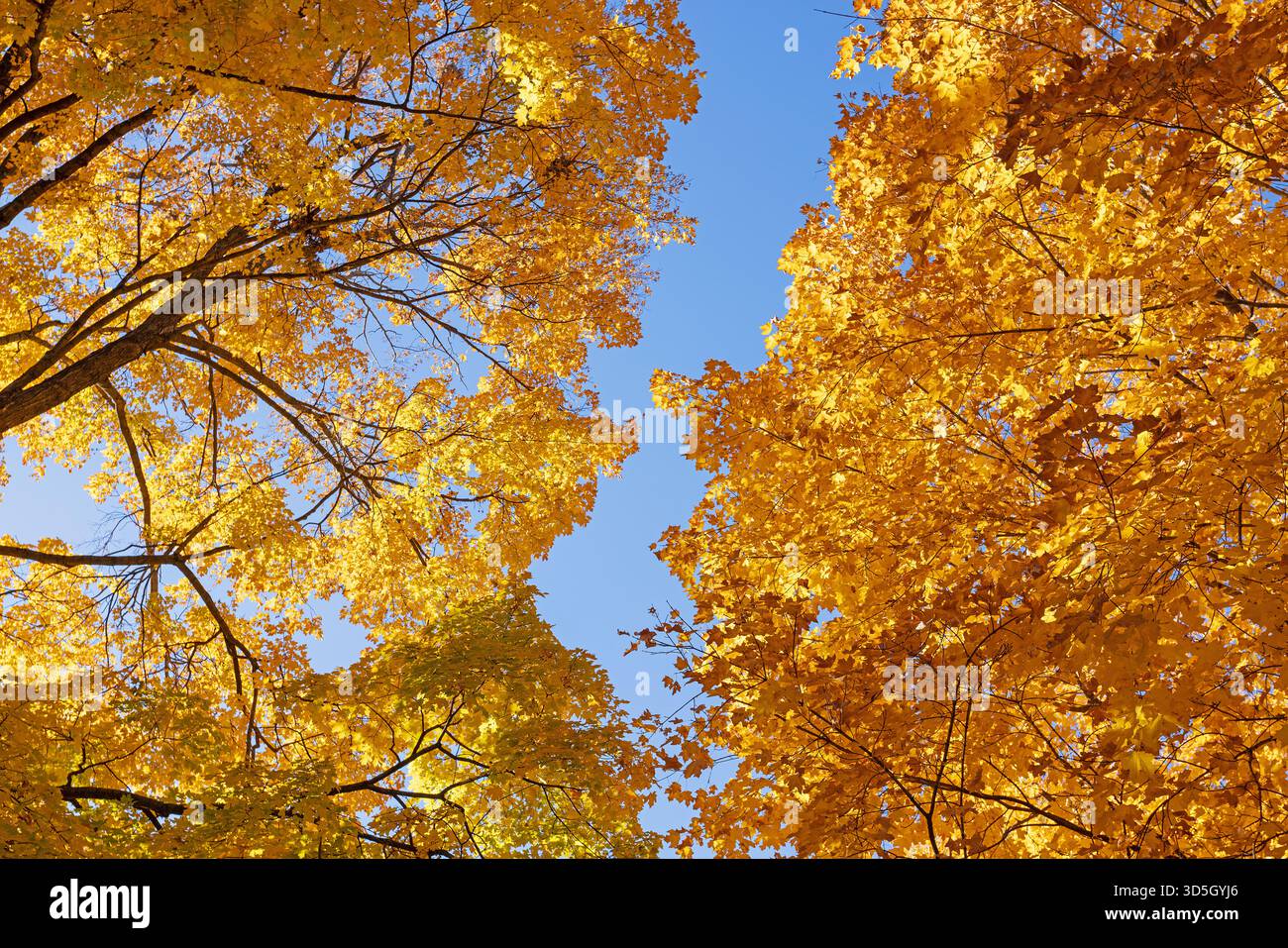Herbstbäume im Crapo Park in Burlington, Iowa, im November nach einer ungewöhnlich warmen und trockenen Jahreszeit. Stockfoto